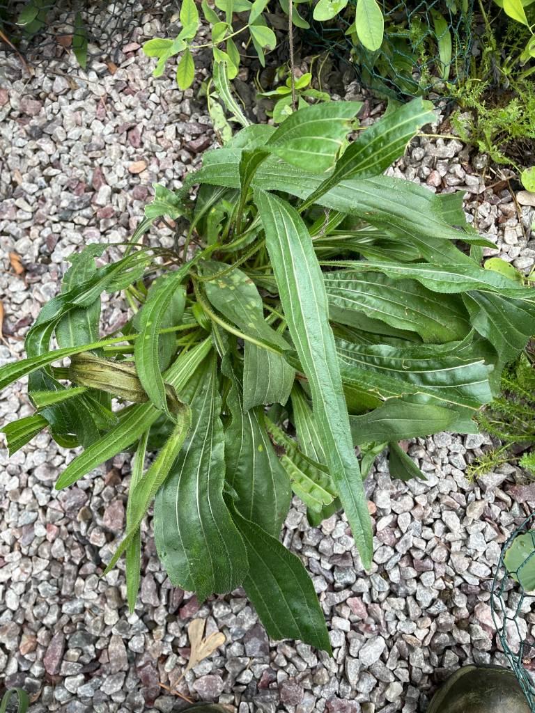Plant name: Pale Purple Coneflowr Echinacea pallida 
